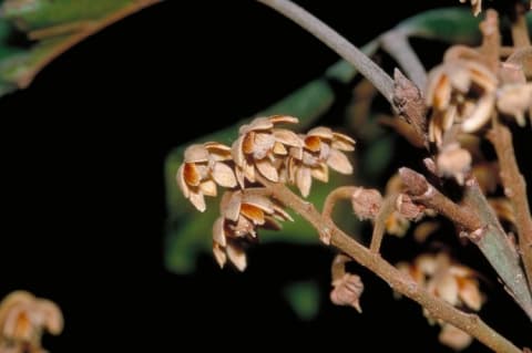 Elaeocarpus largiflorens