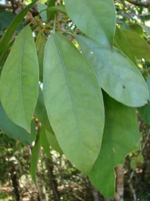 Dendropanax cuneatus