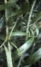 Calamus caesius
