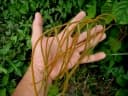 Stenochlaena palustris