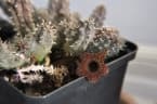 Huernia hystrix