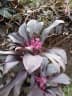Cordyline fruticosa