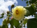 Thespesia garckeana