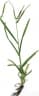 Eleusine indica