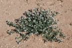Heliotropium curassavicum