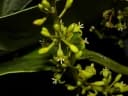 Otoba novogranatensis