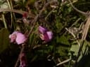 Adenodolichos rhomboideus