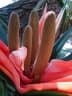 Freycinetia arborea