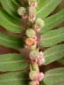 Euphorbia convolvuloides