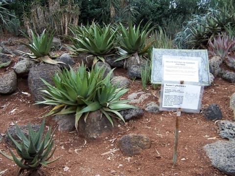 Aloe secundiflora