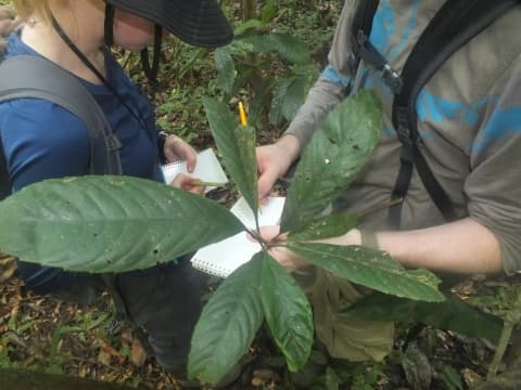 Dipterocarpus validus