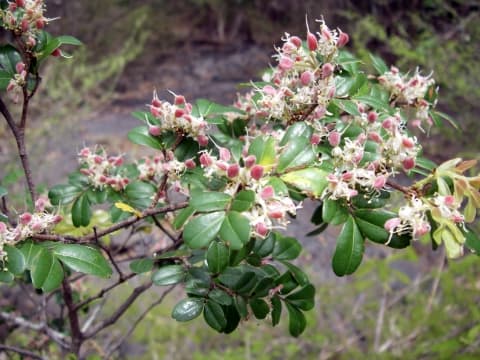 Cynometra abrahamii