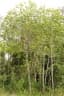 Talipariti macrophyllum