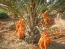 Phoenix dactylifera