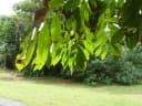 Brownea macrophylla