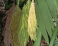 Calyptronoma rivalis