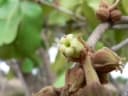 Diospyros kirkii