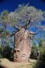 Adansonia rubrostipa