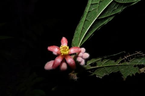 Desplatsia subericarpa