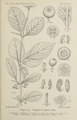 Meyna spinosa
