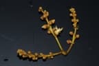 Xanthophyllum vitellinum