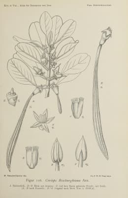 Ceriops decandra