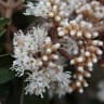 Miconia albicans