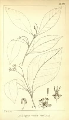 Thecacoris viridis