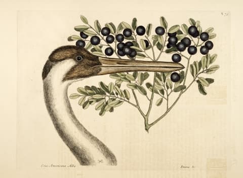 Reynosia septentrionalis