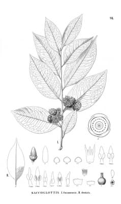 Sacoglottis guianensis