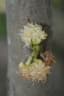 Litsea garciae