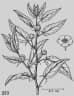 Corchorus capsularis