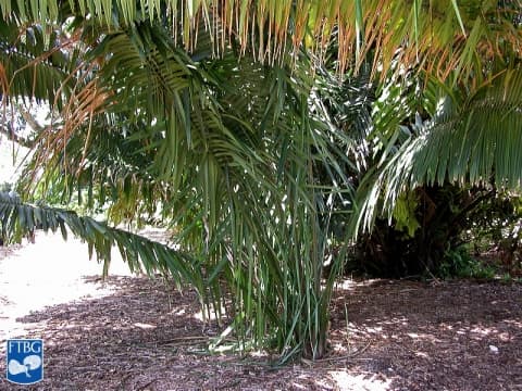 Attalea amygdalina