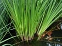 Cladium jamaicense