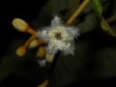 Vismia macrophylla