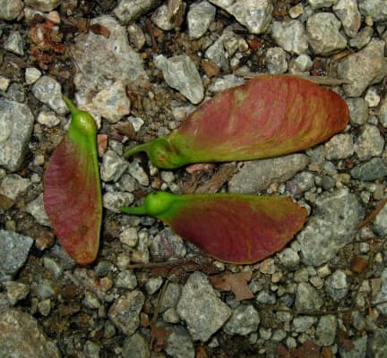 Heritiera simplicifolia