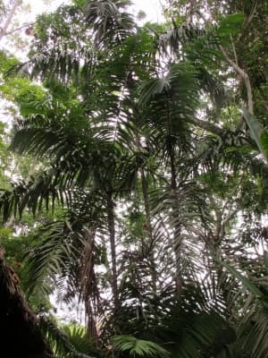 Oenocarpus bataua