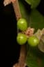 Bridelia ferruginea