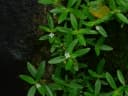Oldenlandia affinis
