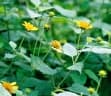 Melanthera scandens