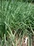 Allium chinense