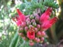 Schotia afra