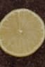 Citrus limetta