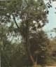Alchornea glandulosa