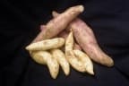 Ipomoea batatas