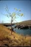 Cochlospermum fraseri