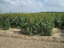 Sorghum bicolor