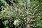 Ptychosperma elegans