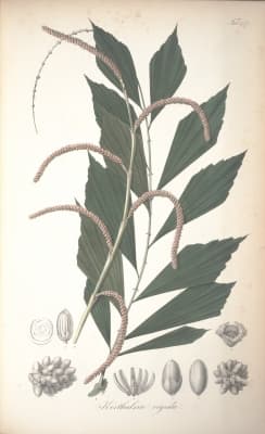 Korthalsia rigida