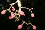 Cissus palmatifida